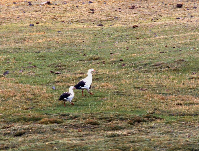 Andean Goos at Milloc Bog [4700 m]